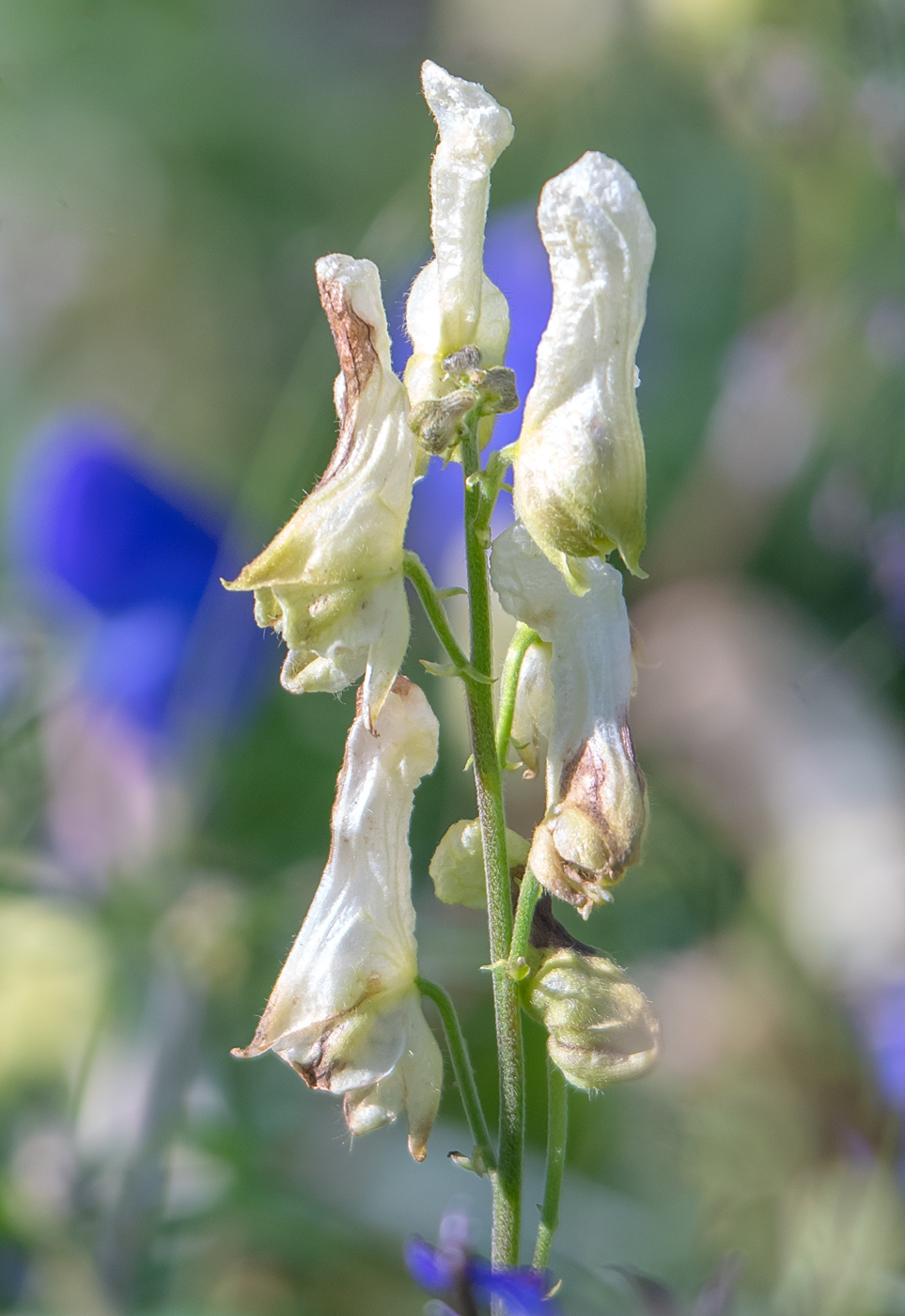 Изображение особи Aconitum ajanense.