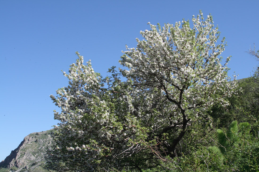 Изображение особи Malus sieversii.