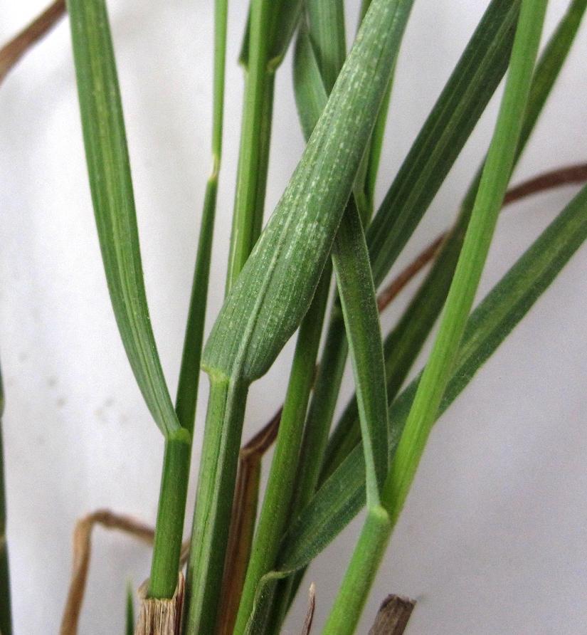 Изображение особи Poa pratensis.
