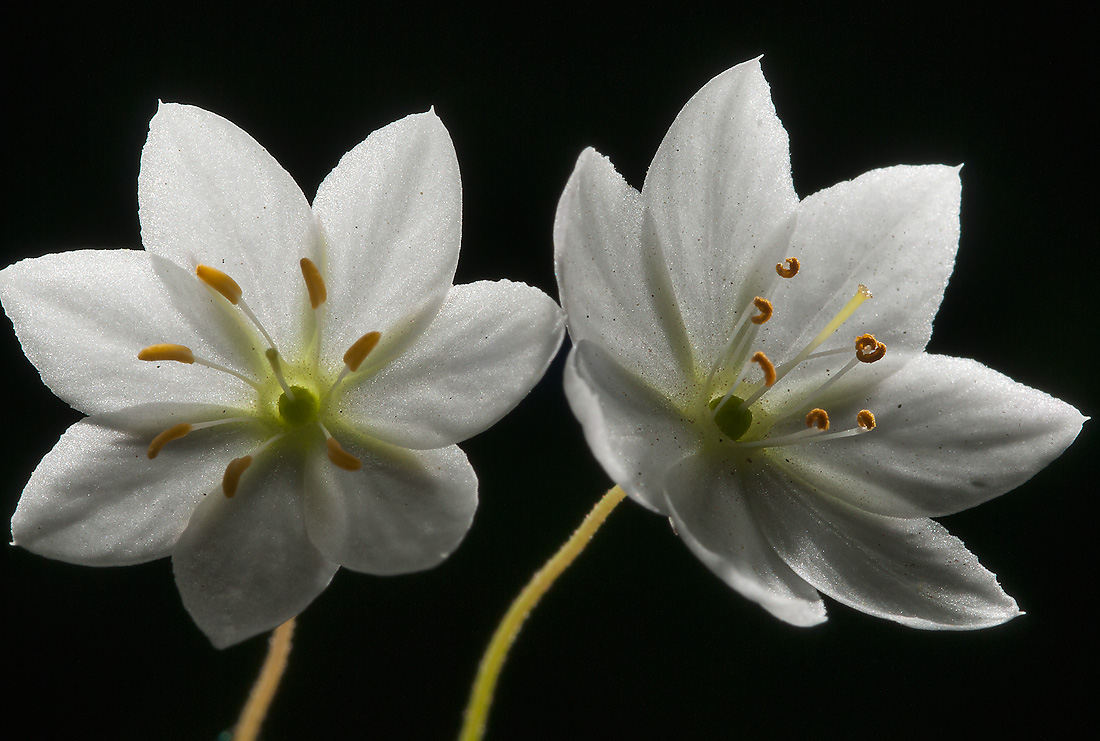 Изображение особи Trientalis europaea.