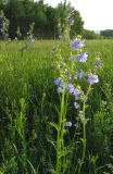 Polemonium chinense