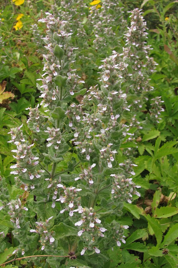 Изображение особи Teucrium scordioides.