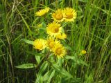 Inula japonica. Верхушка цветущего растения. Приморский край, г. Находка, оз. Лебяжье, сырой вейниковый луг. 21.08.2011.