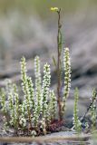 Psylliostachys leptostachya