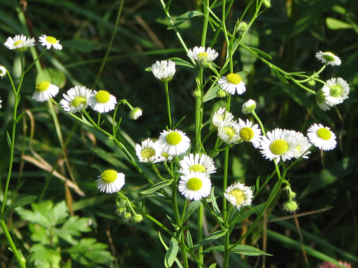 Изображение особи Erigeron annuus.