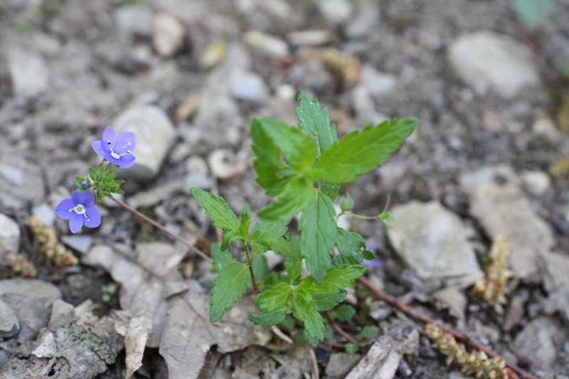 Image of Veronica umbrosa specimen.