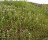 Oxytropis pilosa