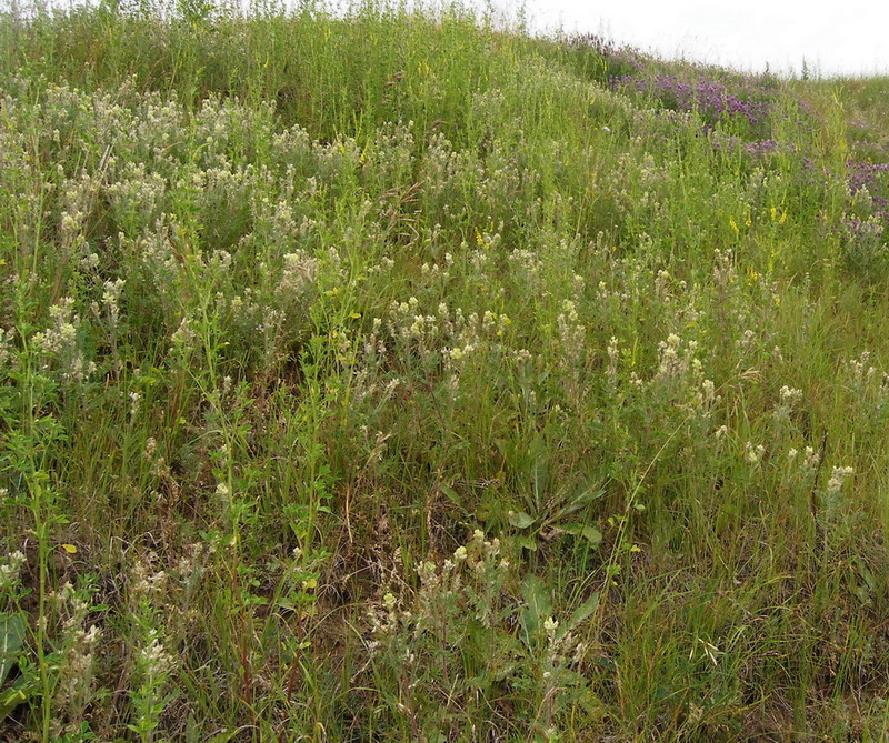 Изображение особи Oxytropis pilosa.