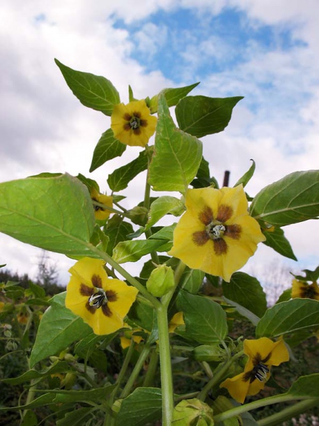 Изображение особи Physalis ixocarpa.