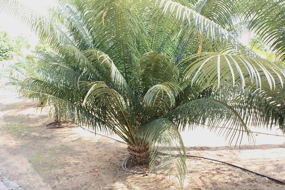 Изображение особи Cycas thouarsii.