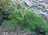 Ferula tenuisecta