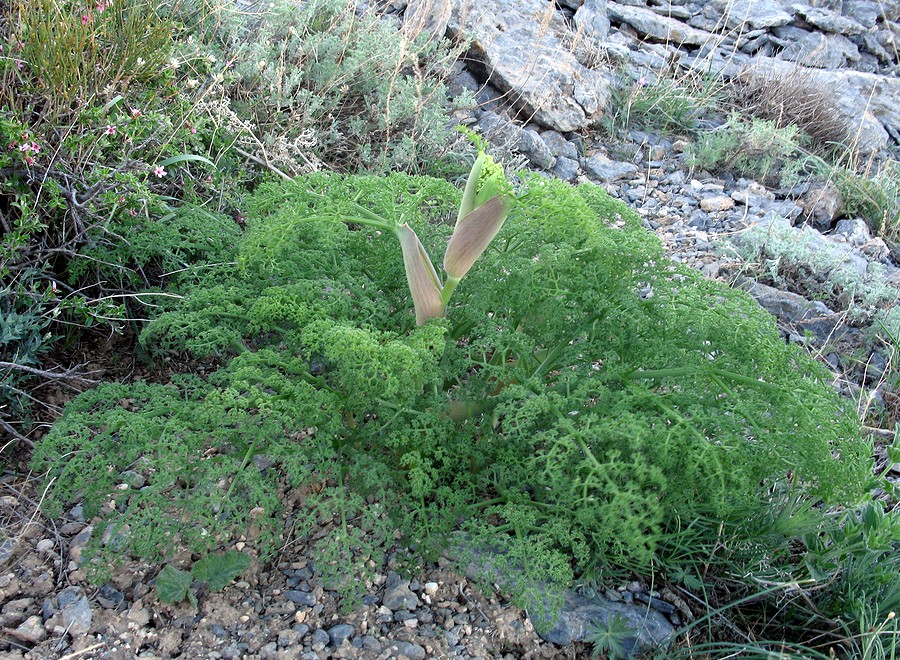 Изображение особи Ferula tenuisecta.