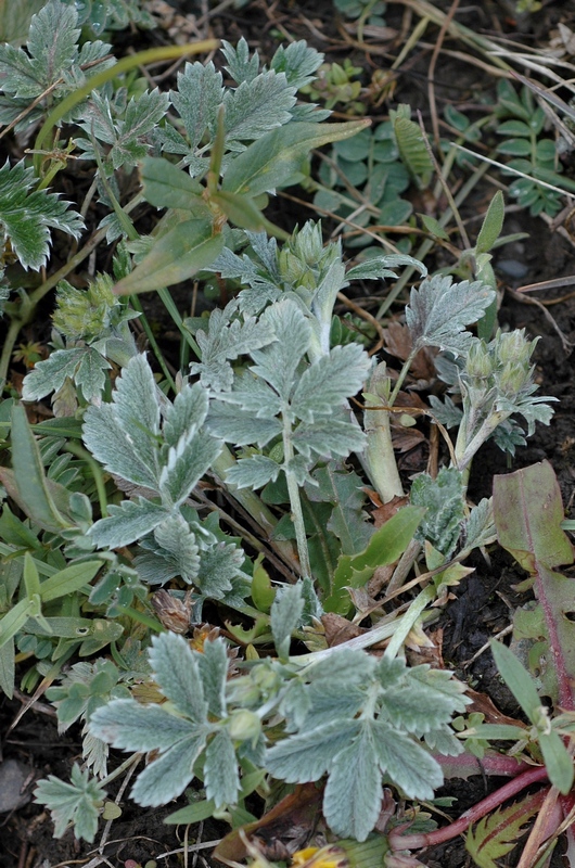 Image of Potentilla pamiroalaica specimen.