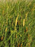 Typha tichomirovii