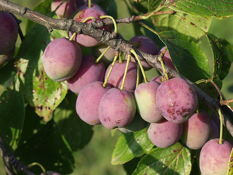 Изображение особи Prunus domestica.