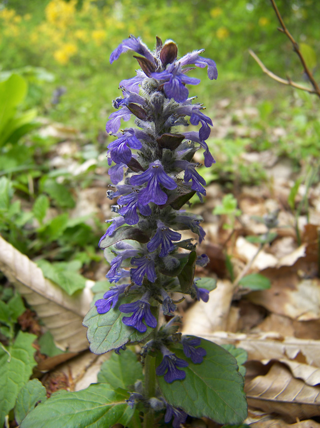 Image of Ajuga reptans specimen.