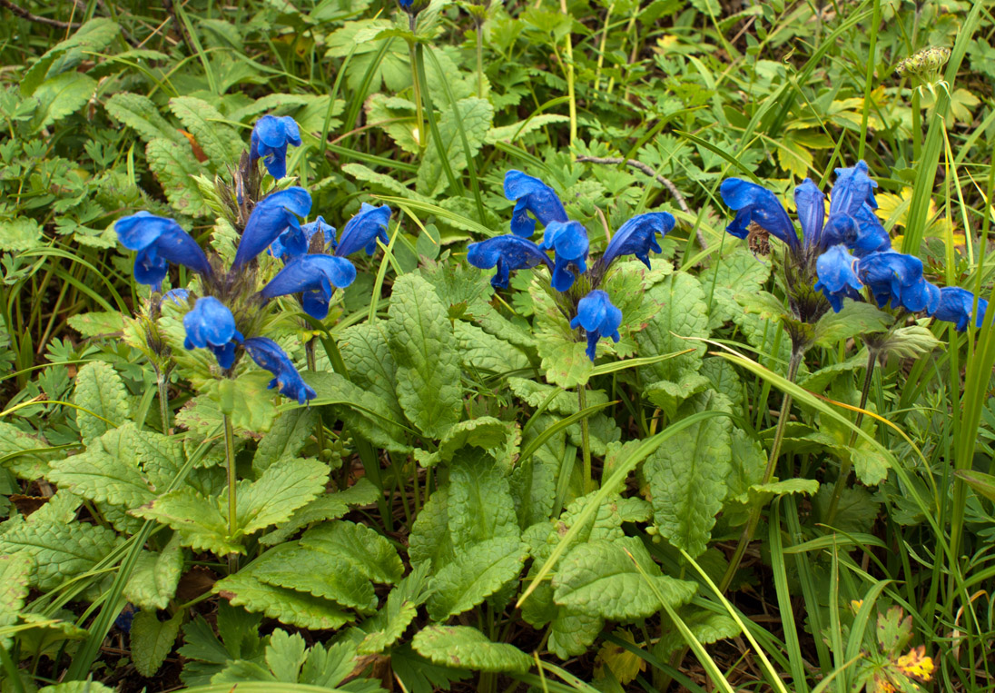 Изображение особи Dracocephalum grandiflorum.