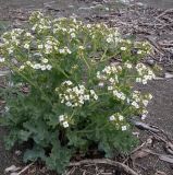 Crambe maritima