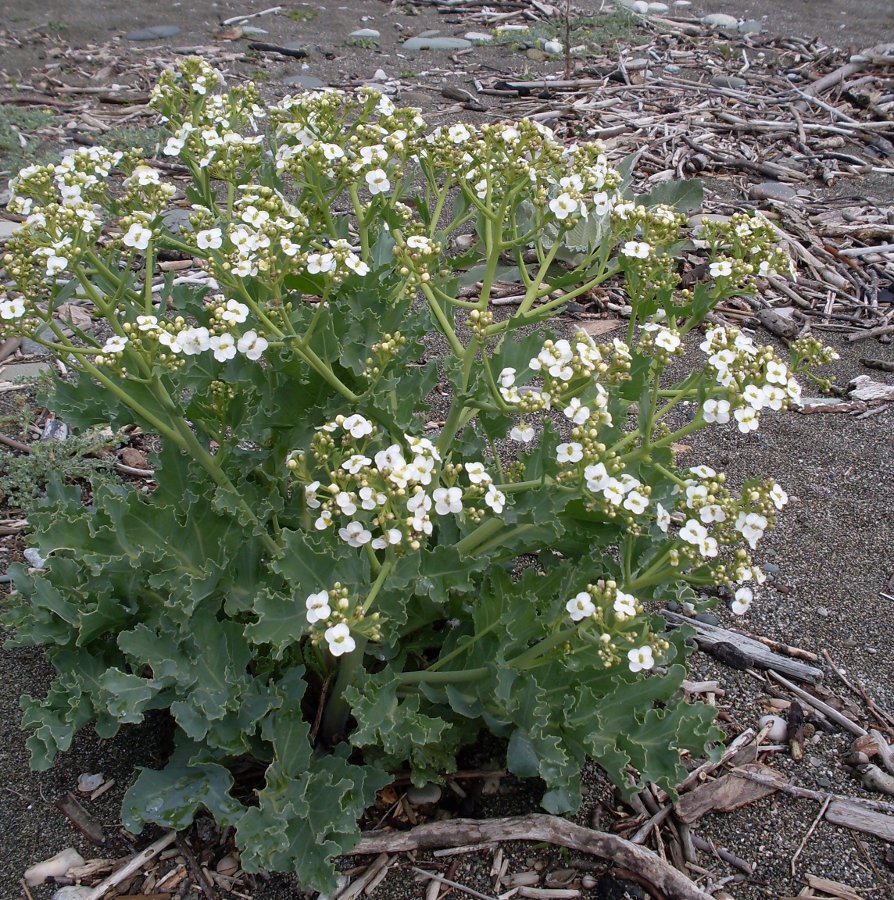 Изображение особи Crambe maritima.