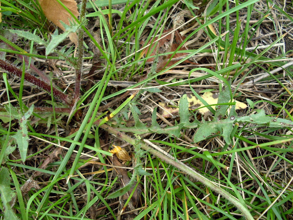 Изображение особи Crepis rhoeadifolia.