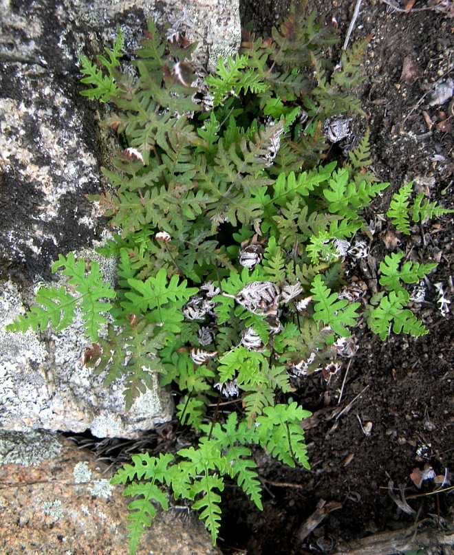 Image of Aleuritopteris argentea specimen.