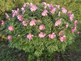 Paeonia anomala. Цветущее растение. Окр. Томска, дачный участок, в культуре. 7 июня 2011 г.