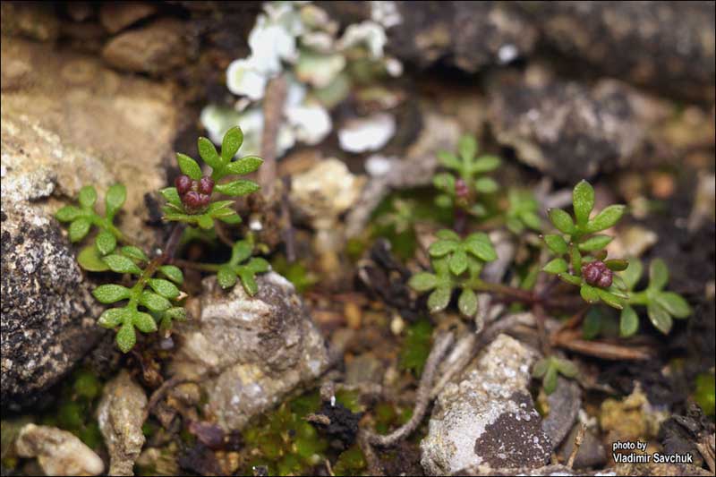 Изображение особи Hornungia petraea.