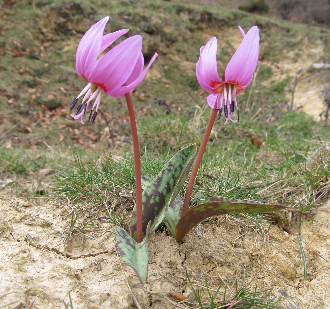 Изображение особи Erythronium dens-canis.