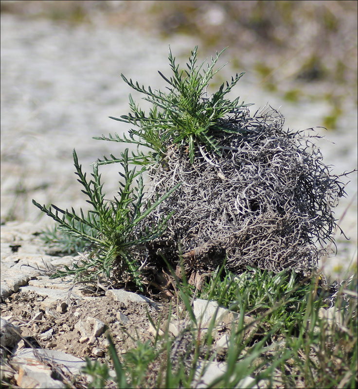 Изображение особи Lamyra echinocephala.