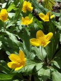 Anemone ranunculoides