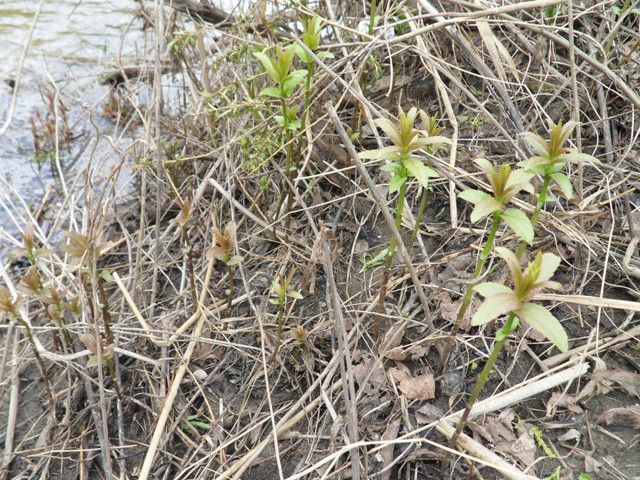 Image of Lythrum salicaria specimen.