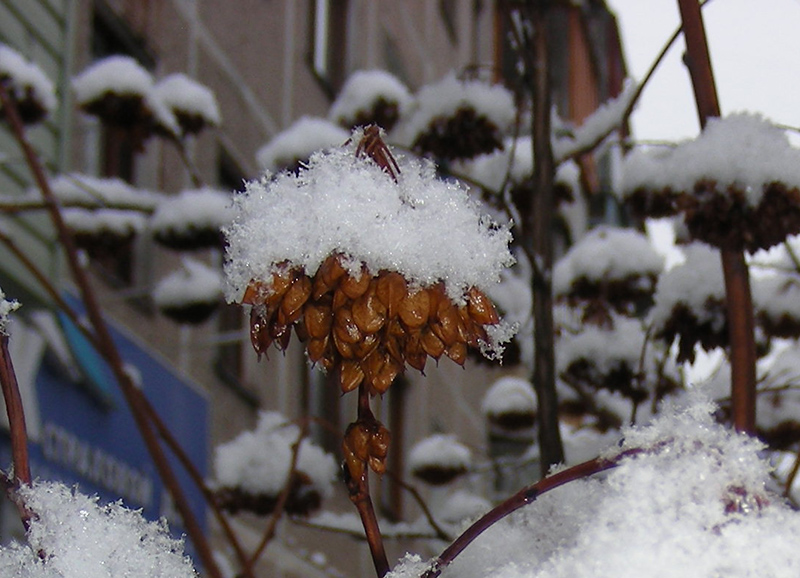 Изображение особи Physocarpus opulifolius.