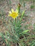 Tragopogon dubius