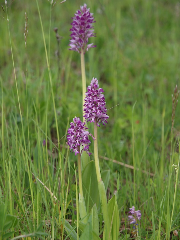 Изображение особи Orchis militaris.