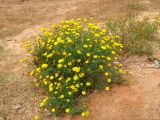 Glebionis coronaria. Цветущее растение на хамре. Израиль, Шарон, г. Герцлия, высокий берег Средиземного моря. 09.04.2008.