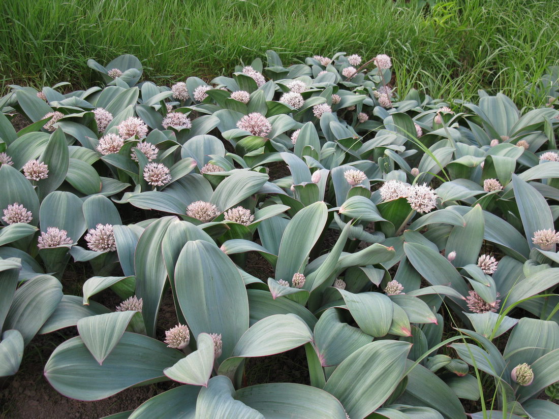 Image of Allium karataviense specimen.