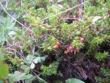 Empetrum caucasicum. Растение с завязавшимися плодами. Кабардино-Балкария, южный склон пика Терскол, 2800 м н.у.м. 14.07.2012.