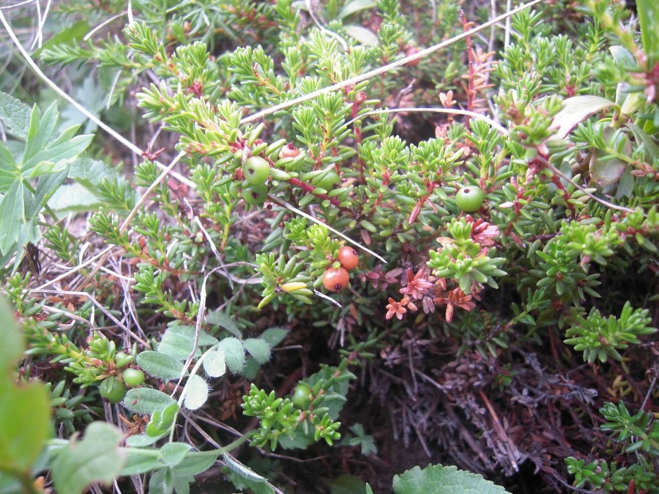 Image of Empetrum caucasicum specimen.