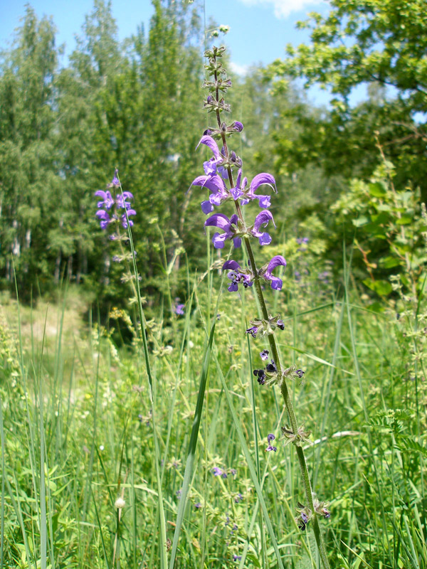 Изображение особи Salvia pratensis.