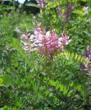 Indigofera heterantha