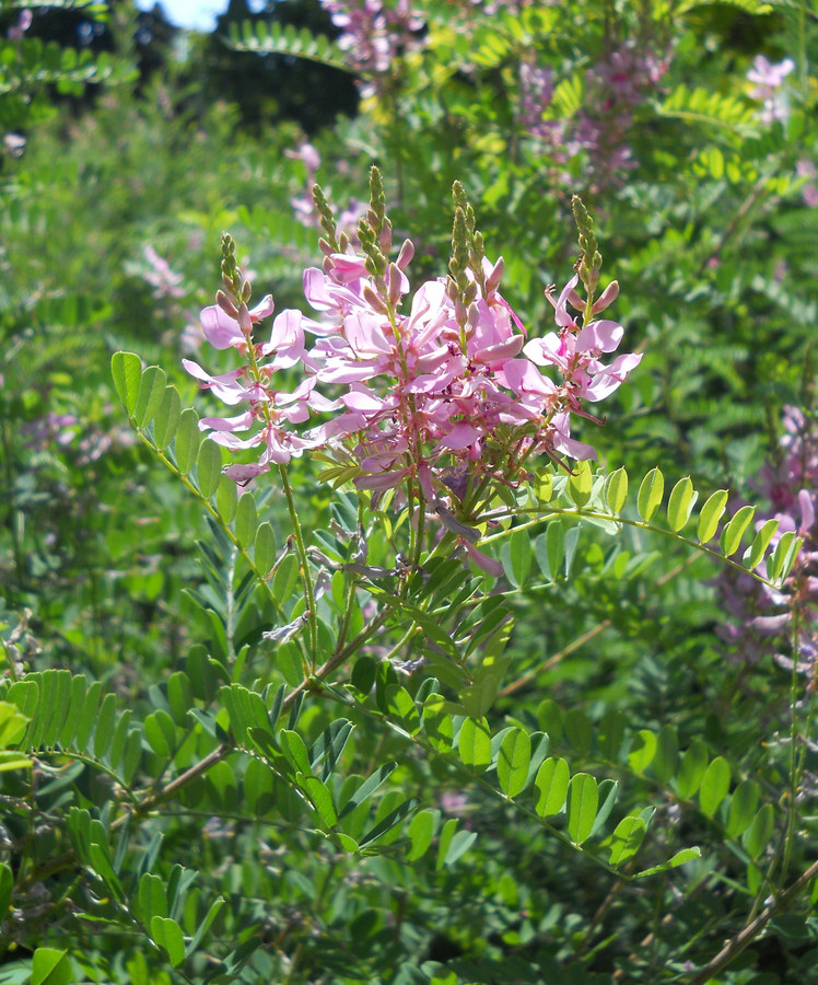 Image of Indigofera heterantha specimen.