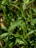 Picris hieracioides
