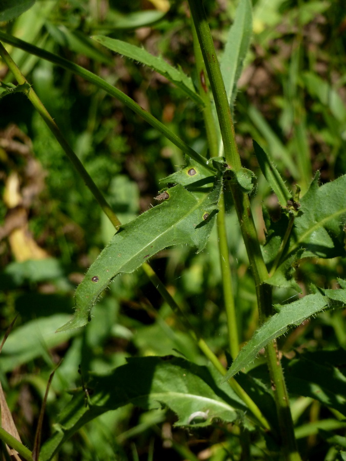 Image of Picris hieracioides specimen.