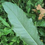 Cirsium setosum