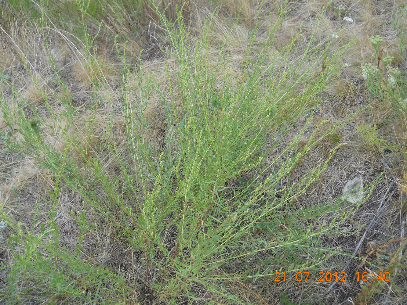 Image of Artemisia commutata specimen.