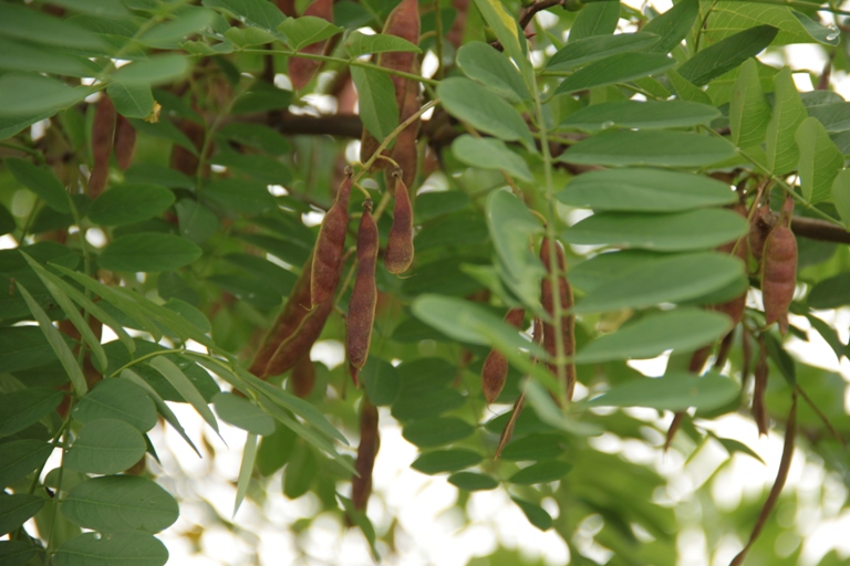 Изображение особи Robinia pseudoacacia.