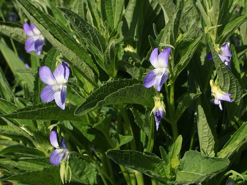 Изображение особи Viola elatior.