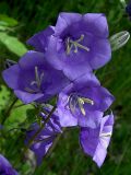 Campanula persicifolia. Верхняя часть соцветия крупным планом. Киев, Святошинский лес, июнь 2004 г.