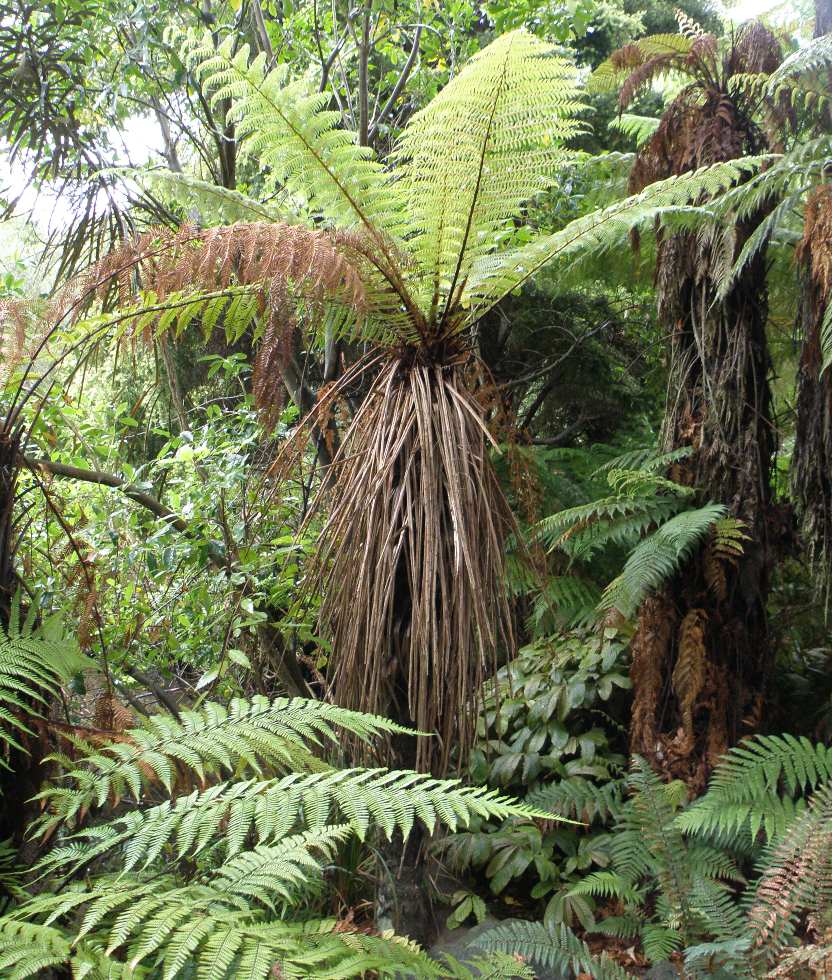 Image of Dicksonia squarrosa specimen.