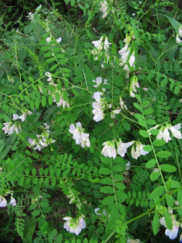 Image of Vicia sylvatica specimen.